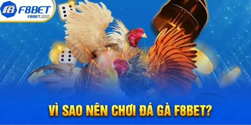 Đá Gà Phi F8Bet Lý do mà bạn nên lựa chọn đá gà phi F8BET