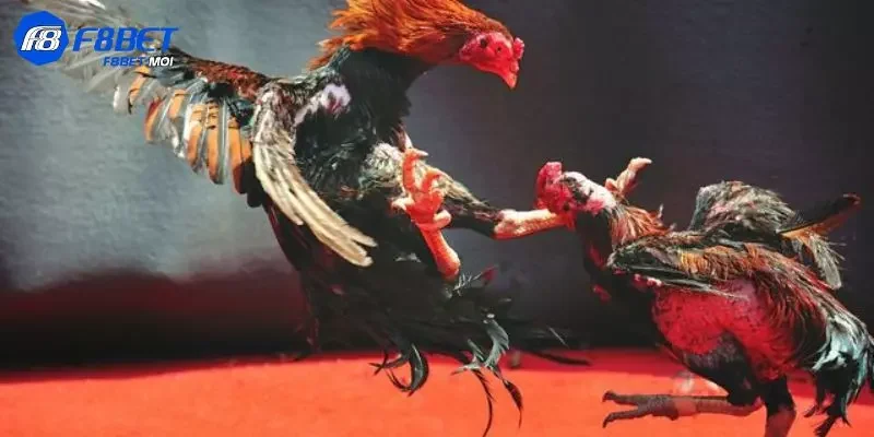 Đá Gà Phi F8Bet Một số lưu ý khi tham gia chơi chọi kệ tại hệ thống